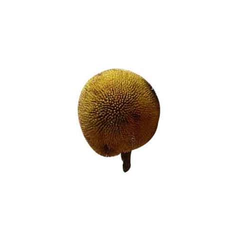 Marang Fruit | Nutrition facts-Marang Fruit | Health benefits