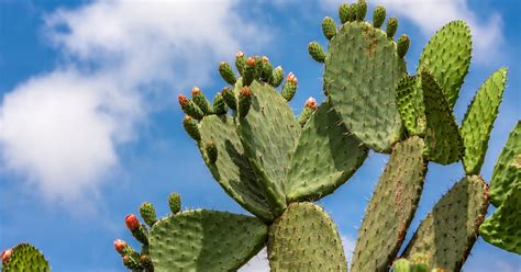 A Desert Plant Experiment - Inquisitive Science and