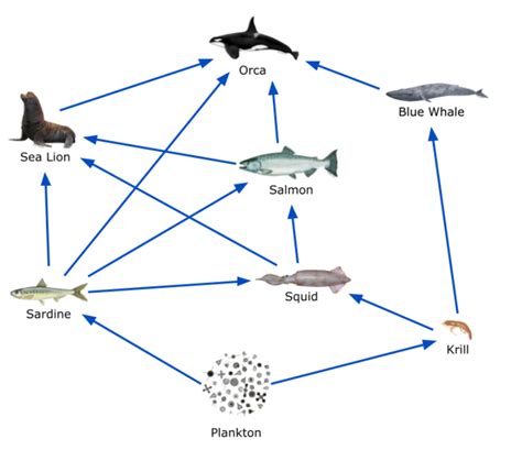 Kelp Forest Energy Pyramid