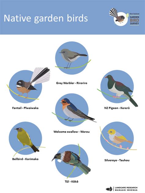 The Hand Guide tothe NewZealand of Birds