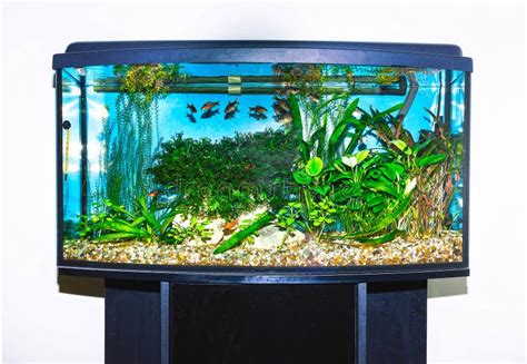 Close Up of Aquarium Tank Full of Fish Stock Image - Image of goldfish, furniture: 102576399