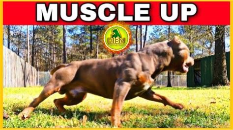 Yard Workouts that Transform Your Dog's Physique - YouTube