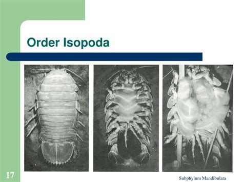 PPT - Subphylum Mandibulata PowerPoint Presentation, free download - ID:206021