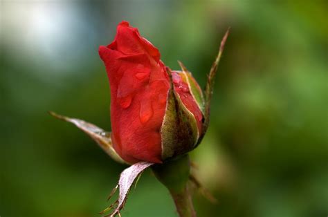 Red Rose Bud With Dew Free Stock Photo - Public Domain Pictures