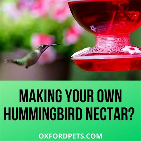 DIY Hummingbird Nectar Recipe: Stepwise Guide - Oxford Pets