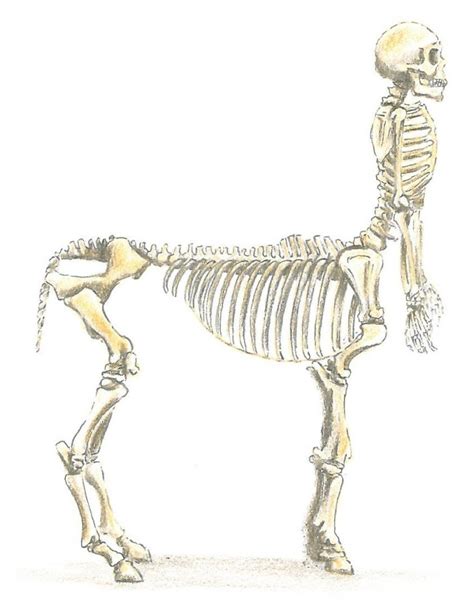 centaur_skeleton 2 – T.H.Knowles