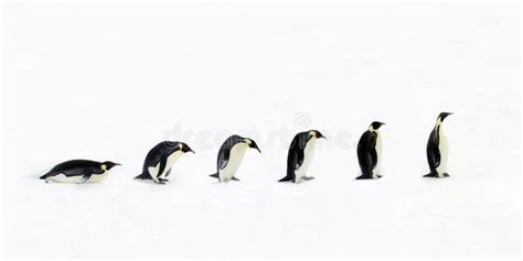 Penguin Evolution stock image. Image of nature, penguin - 3003651