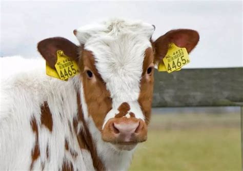 USDA Awards Contracts for RFID Ear Tags