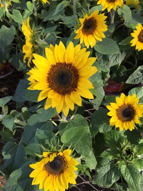 Sunflowers are the happiest of flowers. – J & J Lawn Service, Inc.