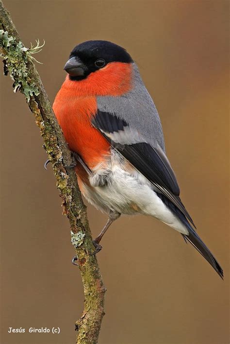 Eurasian Bullfinch | NatureRules1 Wiki | Fandom