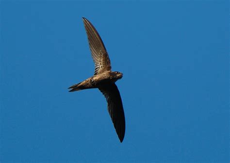 African Black Swift | BirdPhotos.com