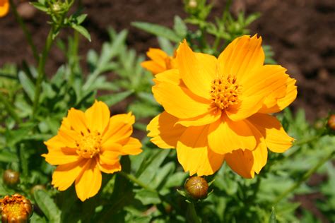 Cosmos - Sulphur Dwarf Gold - Oregon Wholesale Seed Company