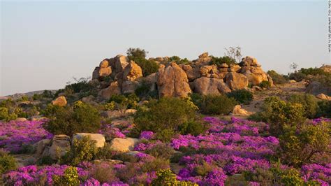 Succulent Karoo: The beautiful desert that's blooming with wildlife - CNN