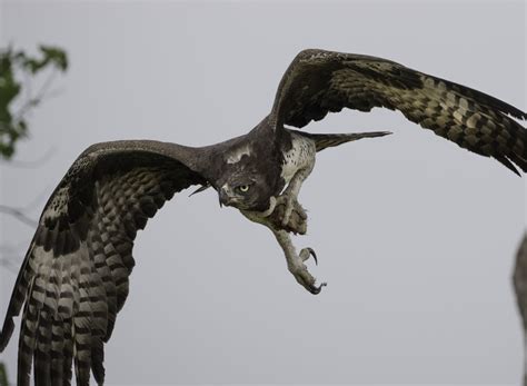 Martial eagle with prey, Botswana | Backcountry Gallery Photography Forums