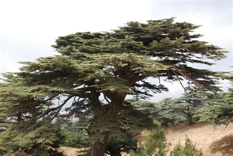 Cedars Of Lebanon - Cedars of The Lord As Mentioned In The Bible ...