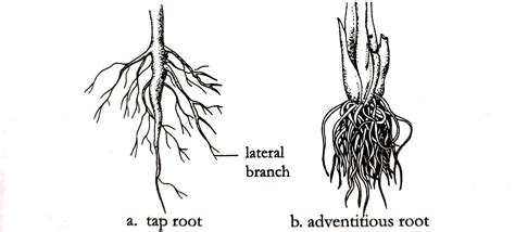 Different types of roots and their modifications in plants - Online ...