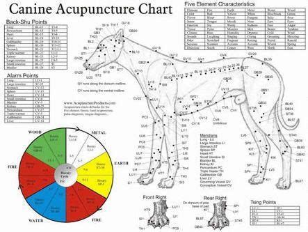 canine points | Animal acupressure, Acupuncture, Acupressure