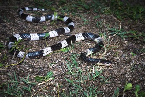 Blue krait (Bungarus candidus)