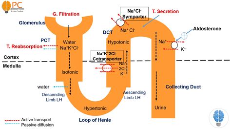 Drug Excretion - Pharmacy Concepts