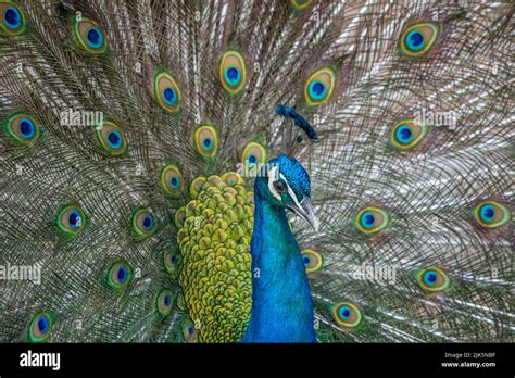 Peacock displaying its plumage Stock Photo - Alamy