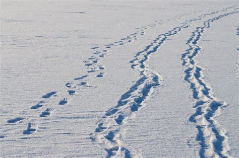 Human Footprints in the Snow. Stock Image - Image of shoes, hoar: 103390817