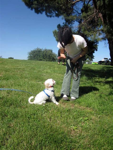 Obedience Dog Training Courses