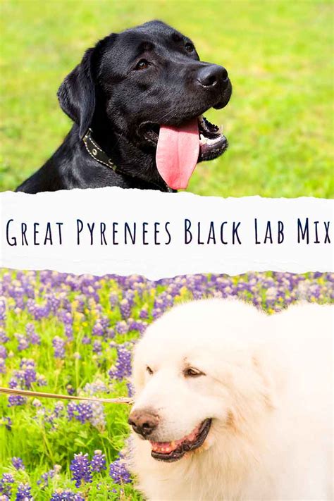 Great Pyrenees Black Lab Mix - Is This Mix Fabulous, Or A Flop?