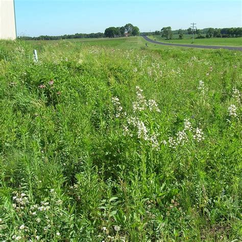 Shortgrass Prairie for Medium Soils