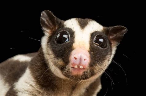 This striped possum lives at the @theomahazoo. They are known to be shy ...