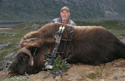 Musk ox bow hunting in Greenland has 100% success rate