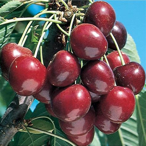 3.58-Gallon Stella Ultra-Dwarf Cherry Tree (L22673) at Lowes.com