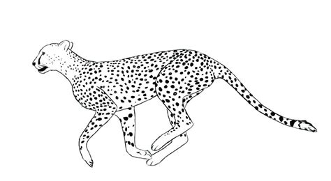 Cheetah Cub Coloring Pages at GetDrawings | Free download