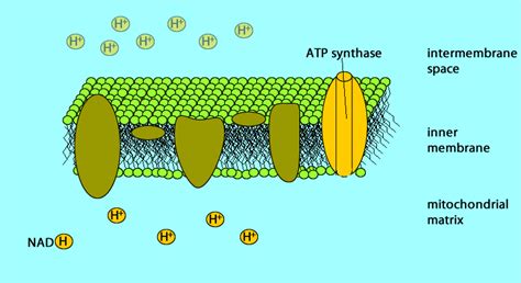 #BioDub My GIFs to You - The Electron Transport Chain & ATP Synthase ...