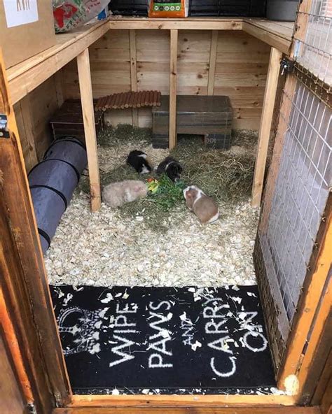 Simple DIY housing ideas for your guinea pigs