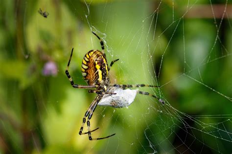 Wasp Spider Web Food - Free photo on Pixabay