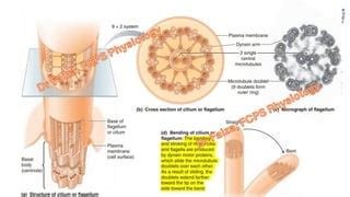 Cell locomotion (Ameboid/ciliary/flagellar movement) | PPT