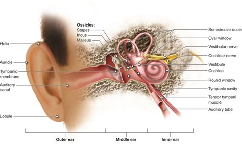 Hearing and Equilibrium | Anatomy and Physiology