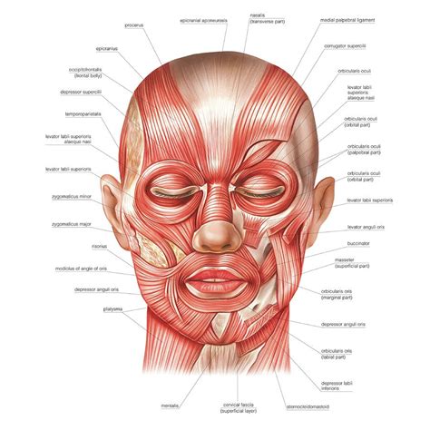 Head Muscles #2 by Science Photo Library