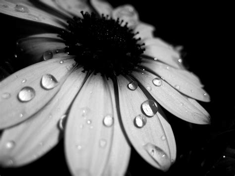 Black and white flowers, Water droplets photography, White flowers