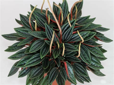 Peperomia 'Rosso' - World of Succulents