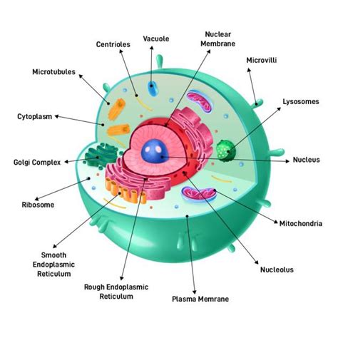 The Animal Cell Structure - CBSE Class Notes Online - Classnotes123