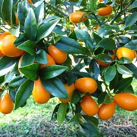 Nagami Kumquat Tree | Star Nursery Garden and Rock Centers