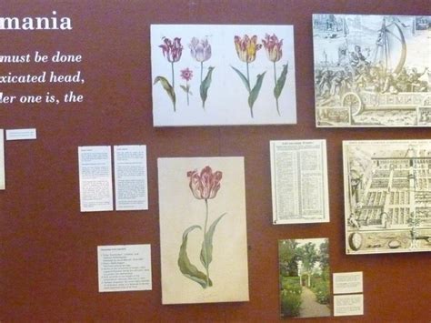 Amsterdam Tulip Museum (Amsterdam) - Visitor Information & Reviews