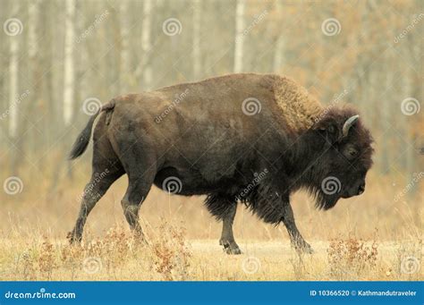 Bull Bison Running Stock Photo - Image: 10366520