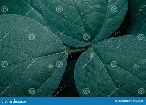 Closeup of the Texture of Dark Green Leaves of a Plant Stock Photo ...