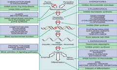 27 - Antineoplastics | StudyHippo.com