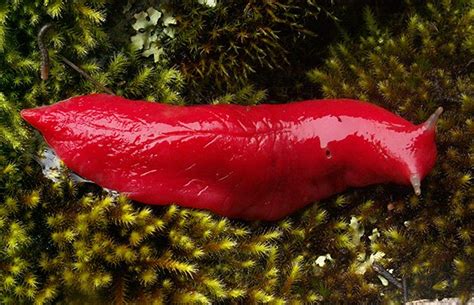 The giant pink slugs of Mount Kaputar - Australian Geographic