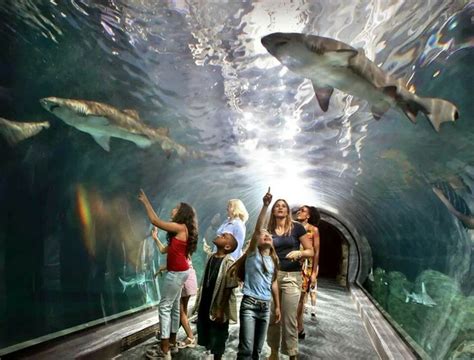 Adventure Aquarium, Camden NJ. An amazing place to visit all year round ...