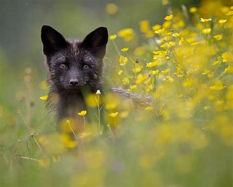 Black Foxes In 45 Pictures Showing The Beauty Is Hidden In Their Fur