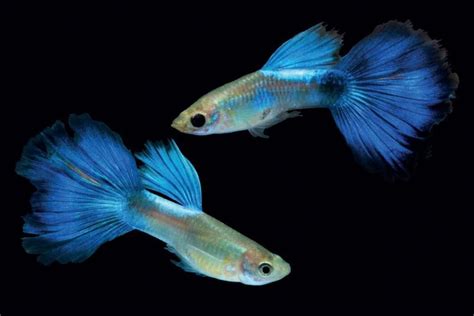 A Care Guide To Guppy Fish At Any Age | Fishio.net